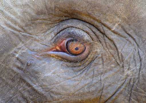 大象的眼睛图片