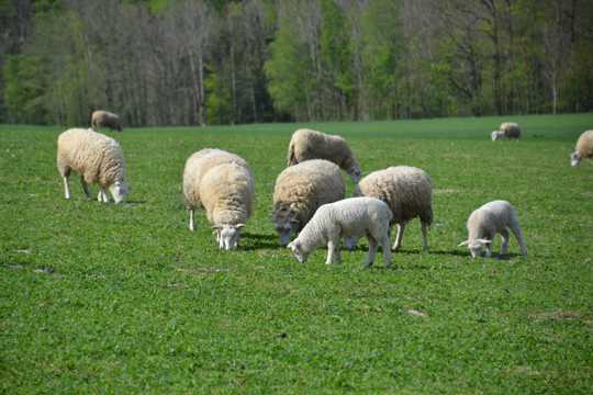 牧区羊群吃草图片