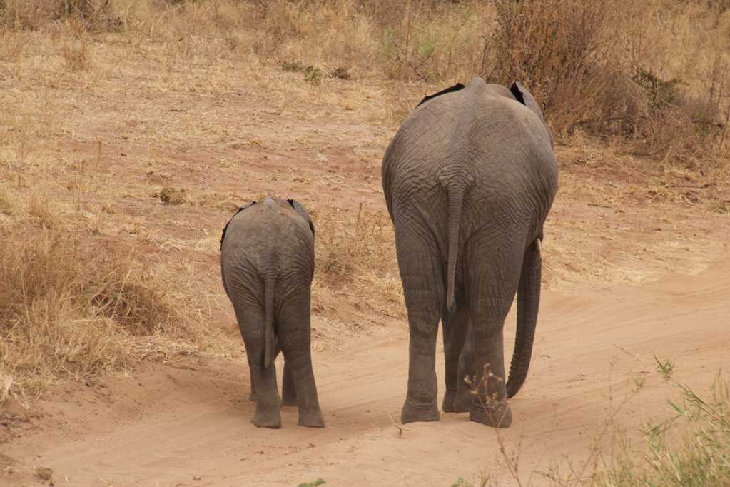 荒野中步行的大象