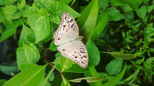 草丛中的白色斑点蝴蝶图片