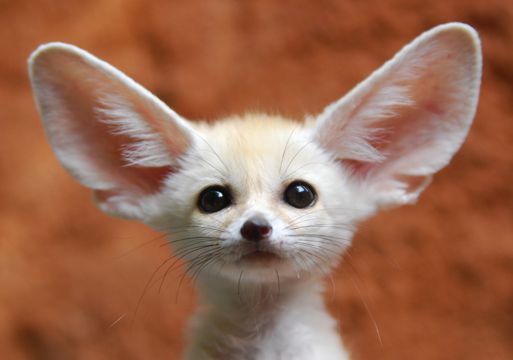 可爱的大耳朵狐狸
