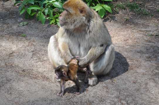 母猴子和小猴子图片