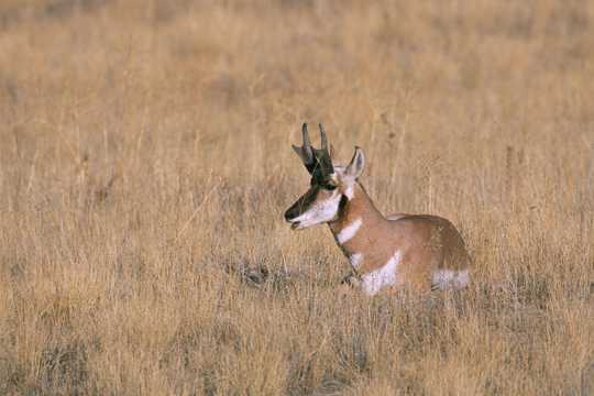 草原上的叉角羚