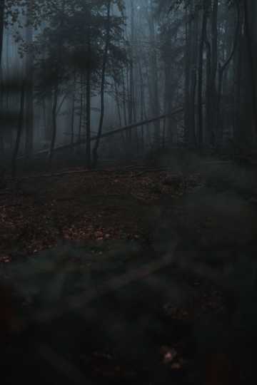 昏暗迷雾丛林图片