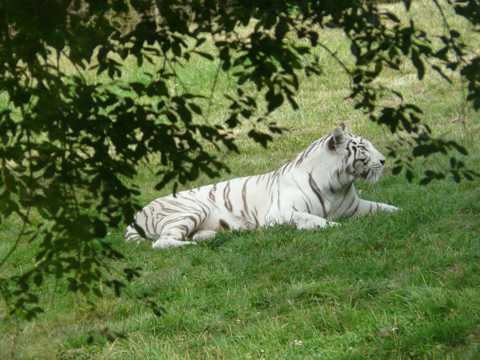 草坪上的老虎图片