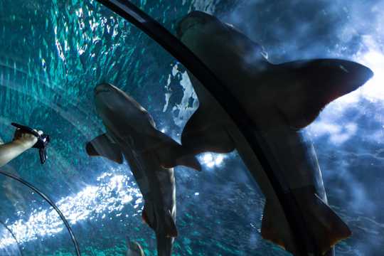 海洋馆的鲨鱼图片