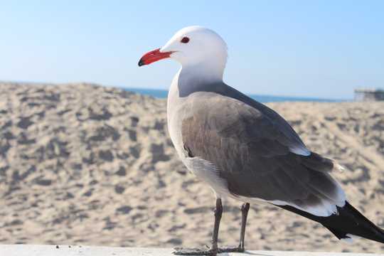 沙滩上休憩的海鸥