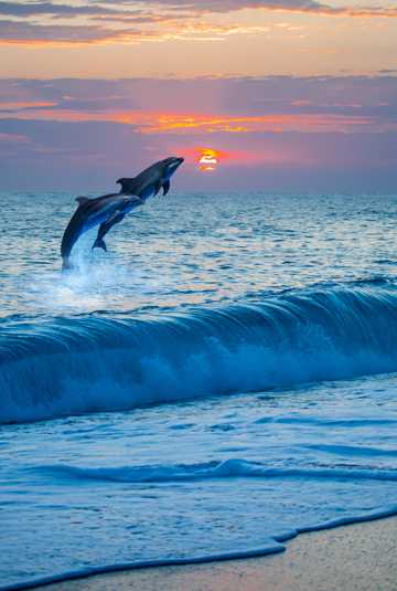 跃出水面的海豚图片