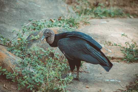 黑美洲鹫图片