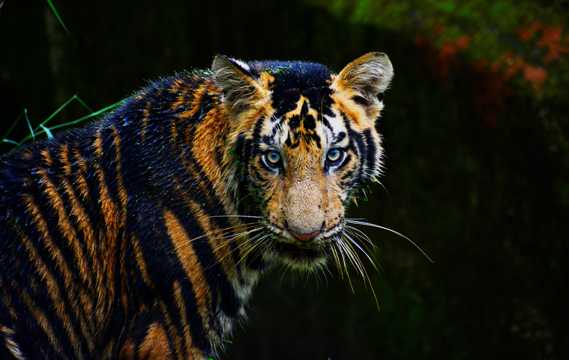 凶猛的孟加拉老虎