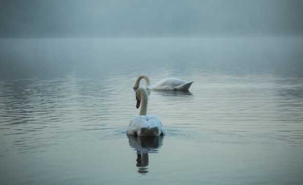 水上嬉戏的白天鹅图片
