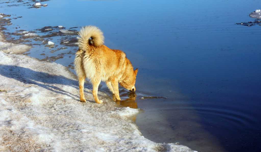 河边喝水的金毛犬