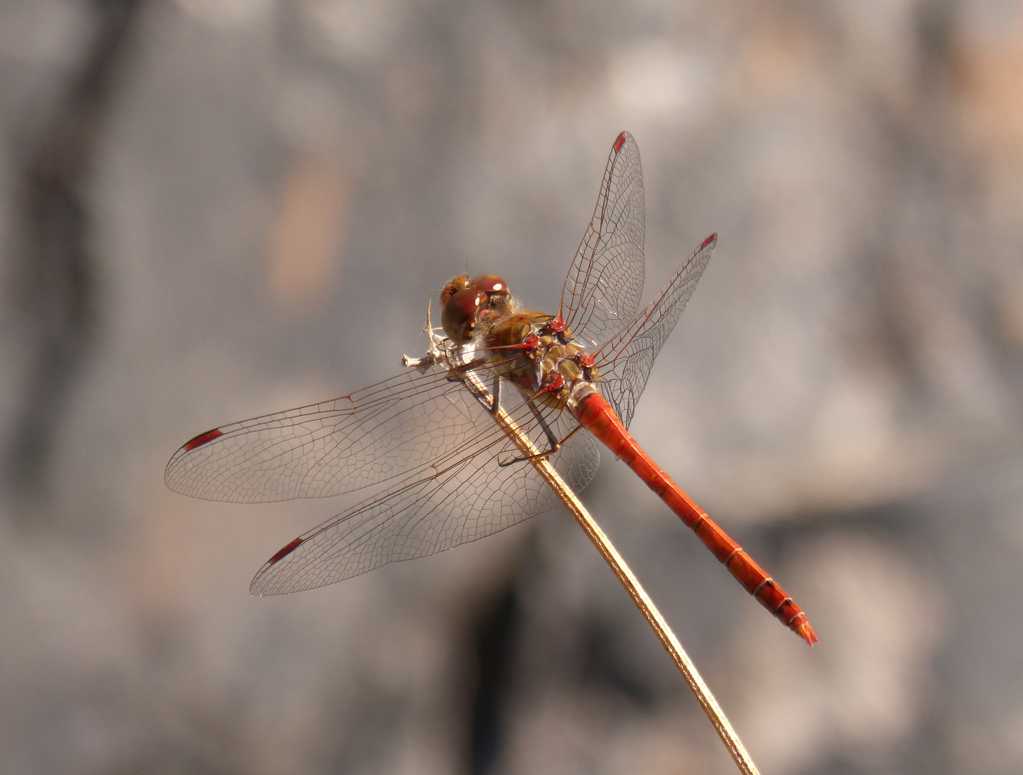 枝头休憩的红蜻蜓图片