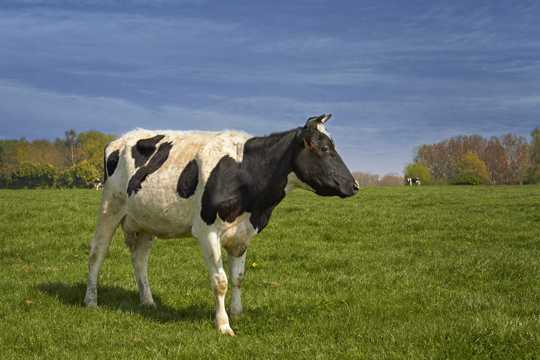 牧场黑白花奶牛图片