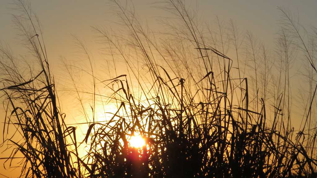 日落下的芦苇草剪影图片