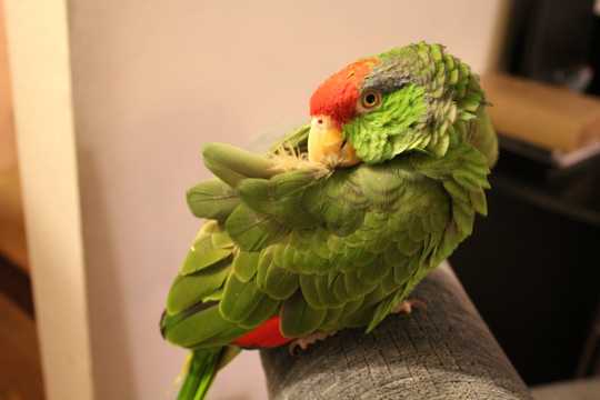 绿色羽翼的亚马逊鹦鹉