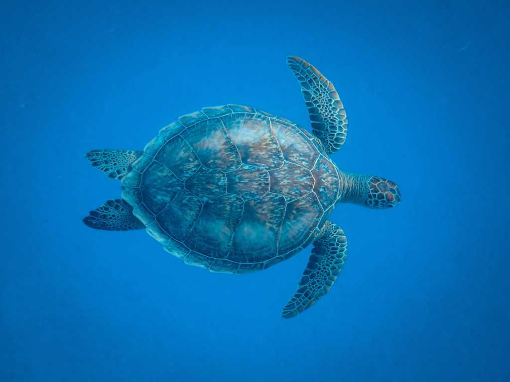 深海的海龟图片