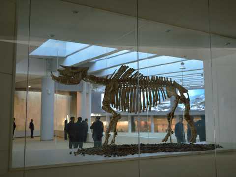 甘肃和政古动物化石图片
