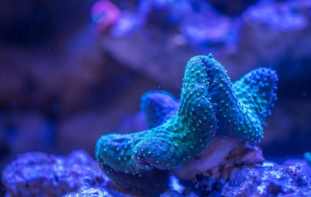 美丽的珊瑚虫图片