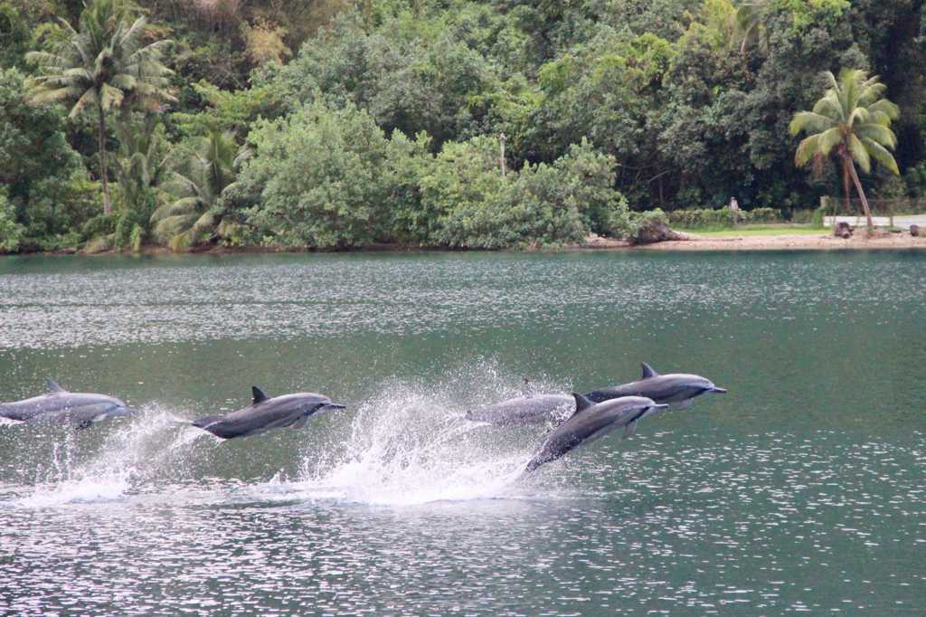 跃出水面的海豚