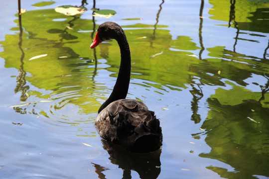 池塘的黑天鹅图片