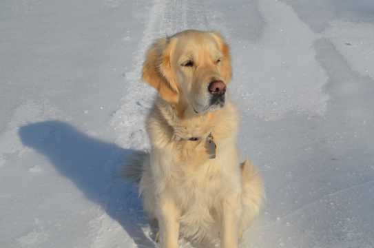 雪地上金毛犬图片