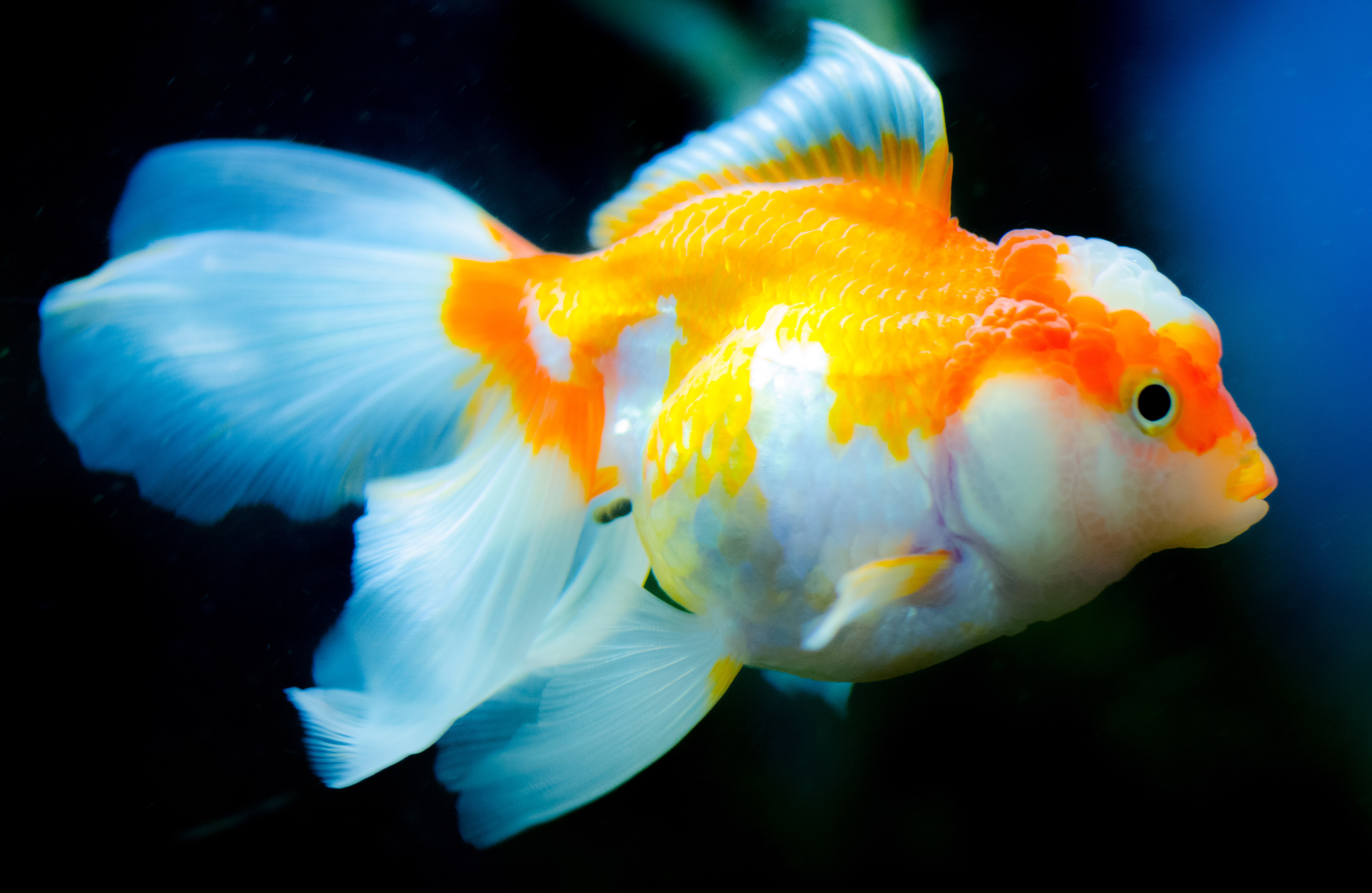 美丽的金鱼图片4096x2304分辨率下载,美丽的金鱼图片,图片,壁纸,动物