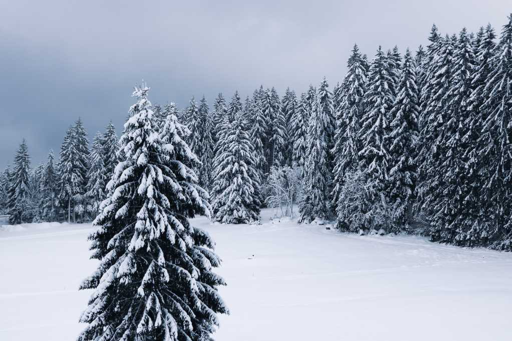冬天森林里的雪松图片