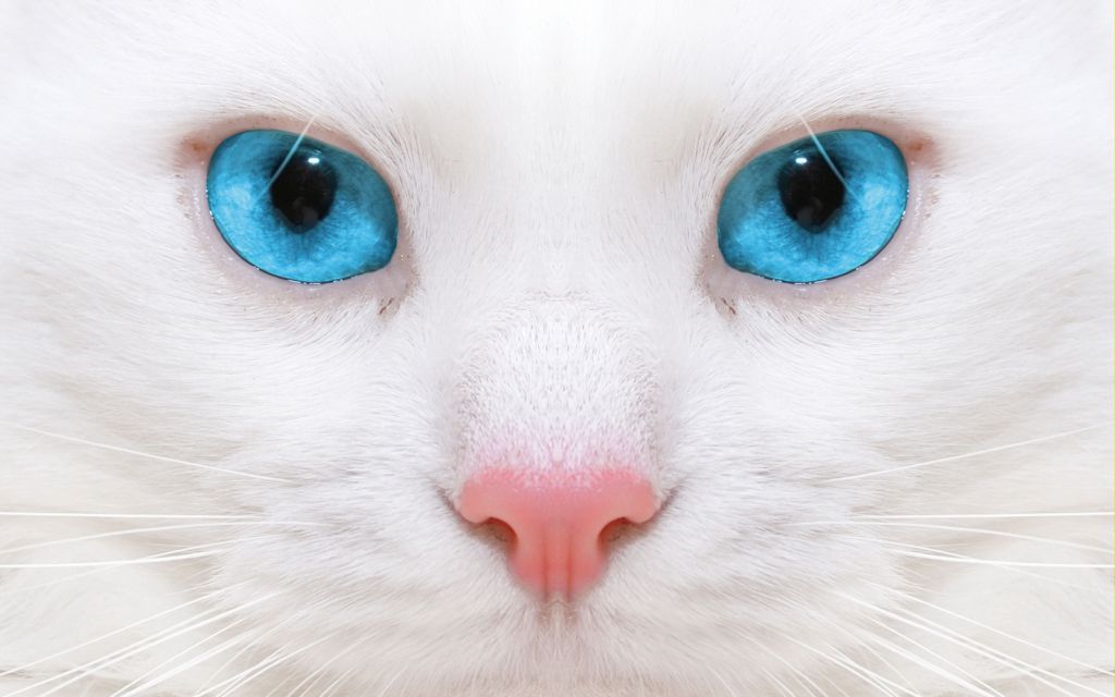 蓝眼睛的喵星人图片
