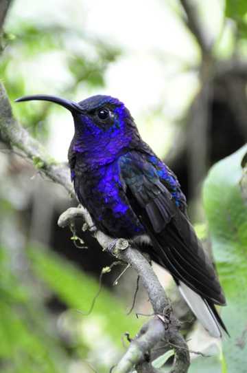 紫色蜂鸟图片