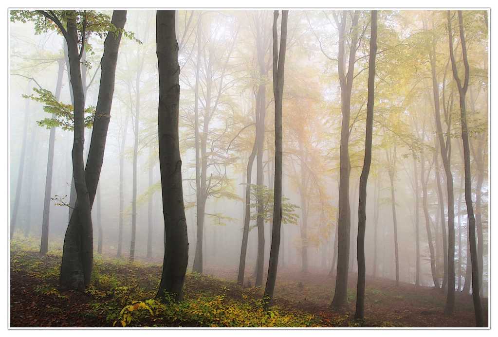 迷雾丛林图片