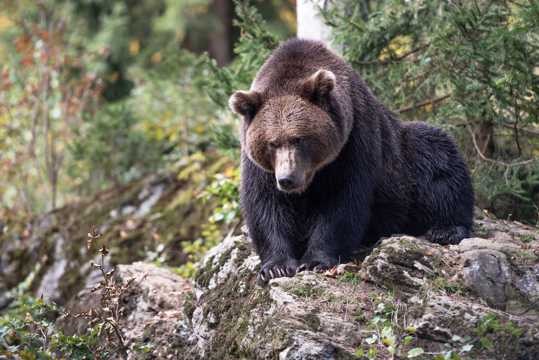体型宏伟的野生棕熊图片