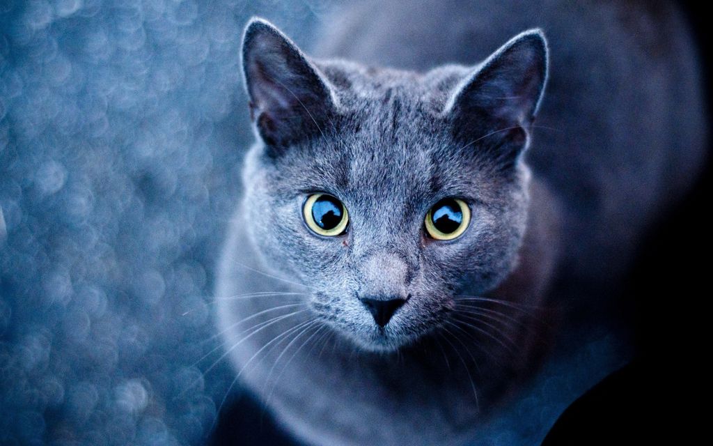 眼睛清澈的黑色猫咪