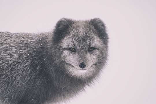 野生灰色狐狸图片