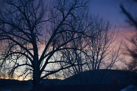 落日树木剪影图片