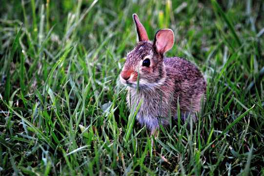 草丛里的乖巧兔子