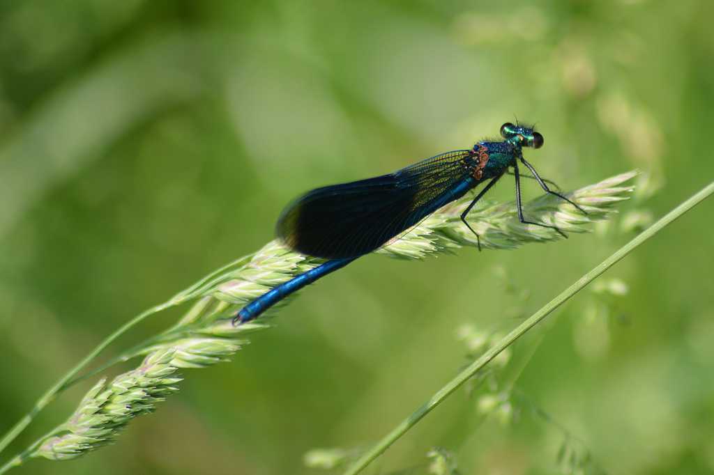 麦草上的小蜻蜓