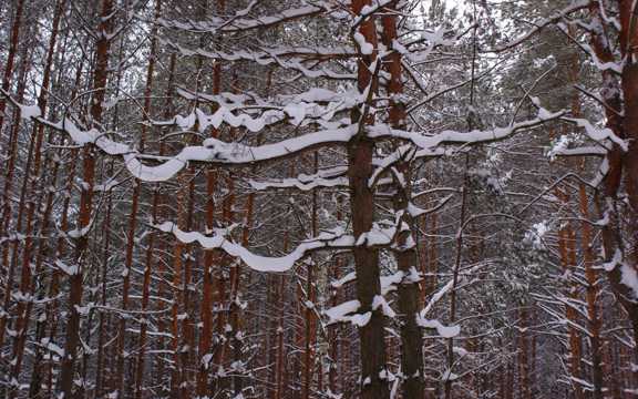 寒冬丛林雪景图片