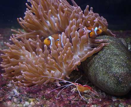 珊瑚丛中的小丑鱼