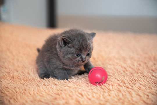 绒毯上玩球的小猫