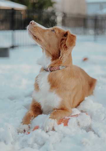 雪地的小狗图片