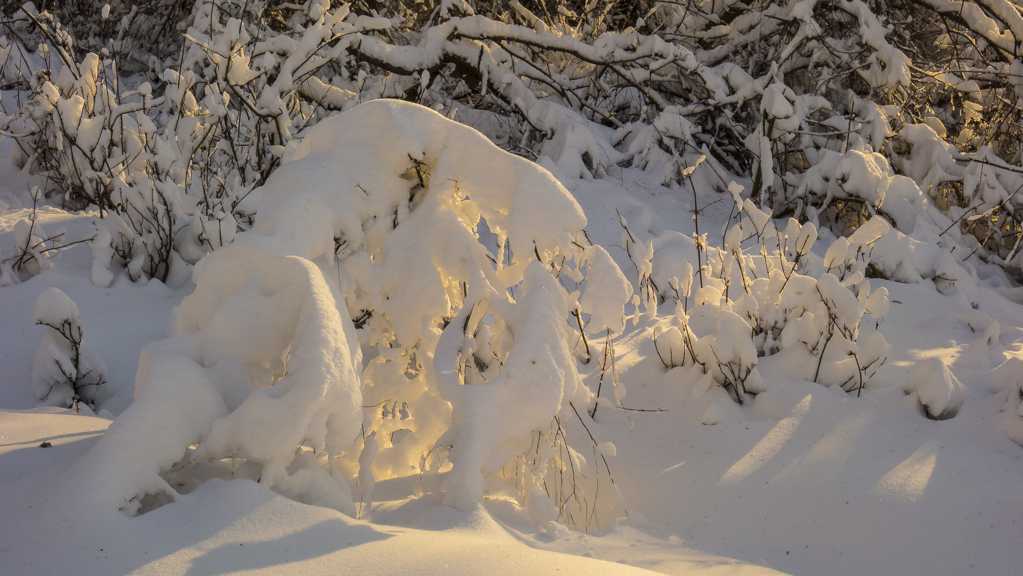 冬日丛林霜冻景观图片