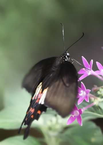 黑色翅膀的美丽蝴蝶