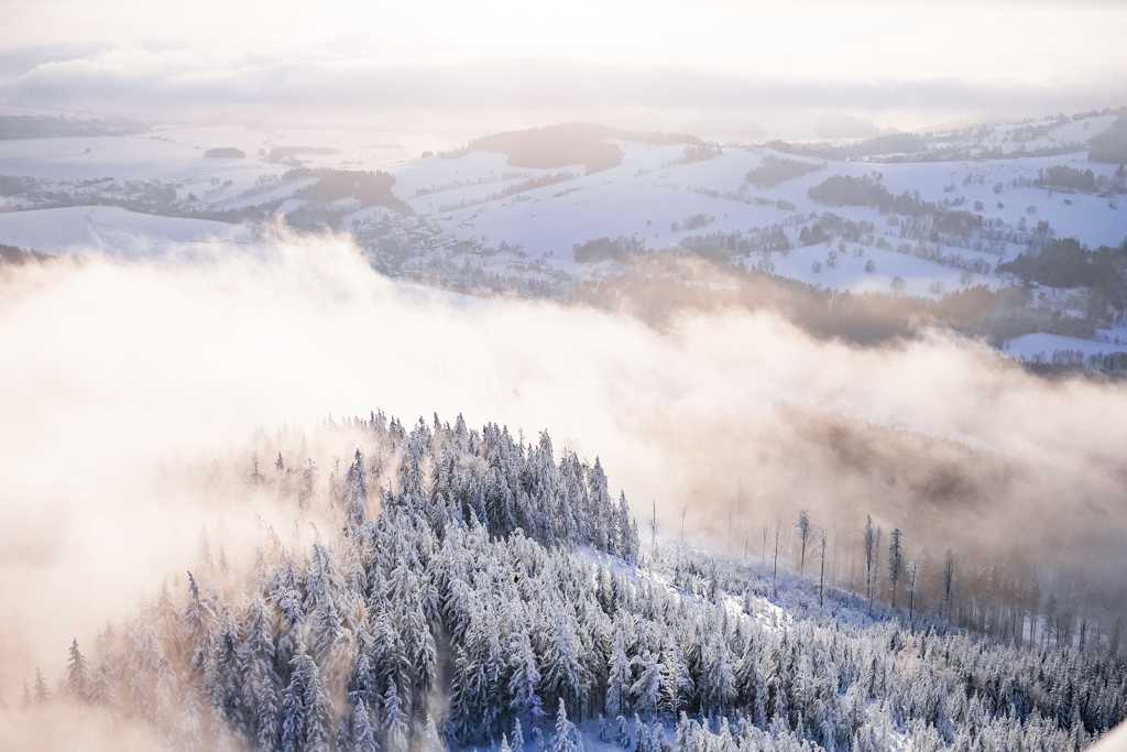 冬日的树林雪景图片