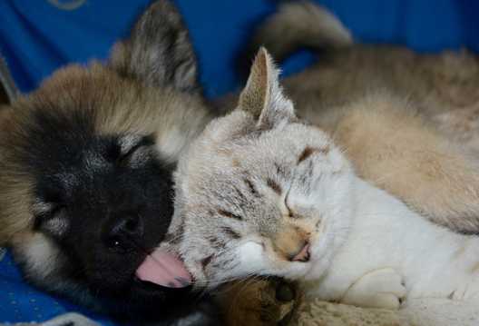 猫狗宠物睡觉图片