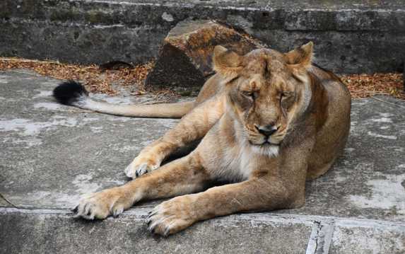 躺在地上休息的母狮子