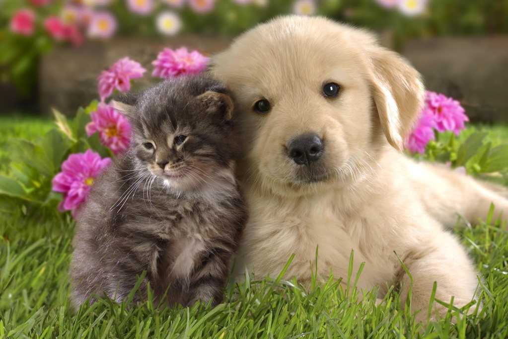 草地上的猫咪和狗狗图片