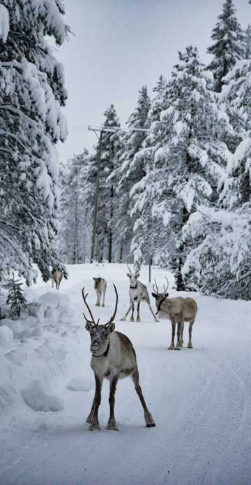 冬天驯鹿群图片