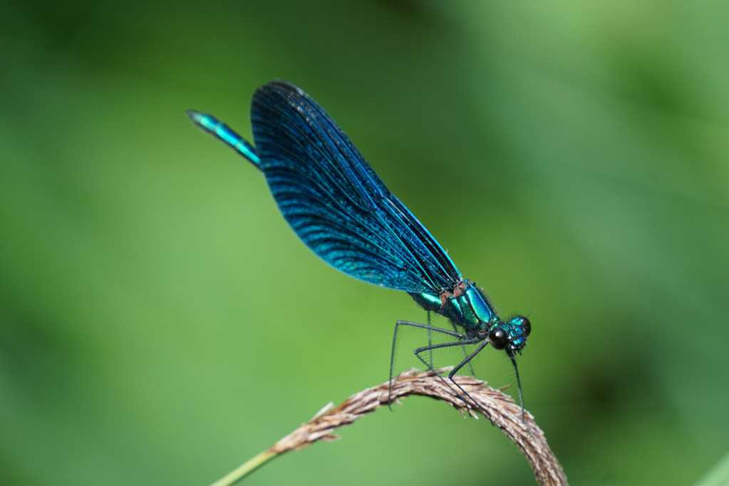 芦苇上的蓝蜻蜓