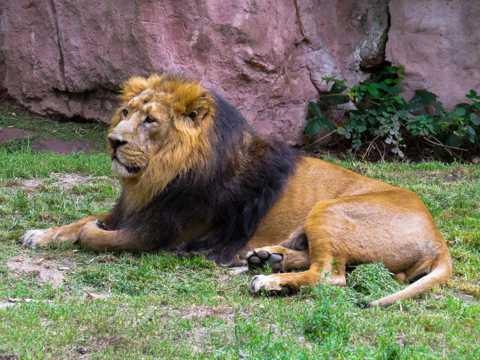 动物园大狮子图片